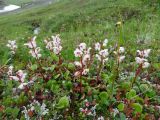 Pyrola grandiflora