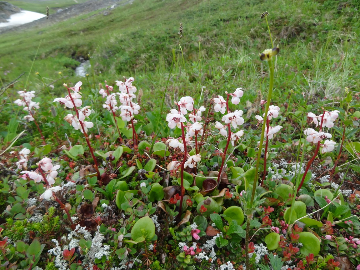 Image of Pyrola grandiflora specimen.