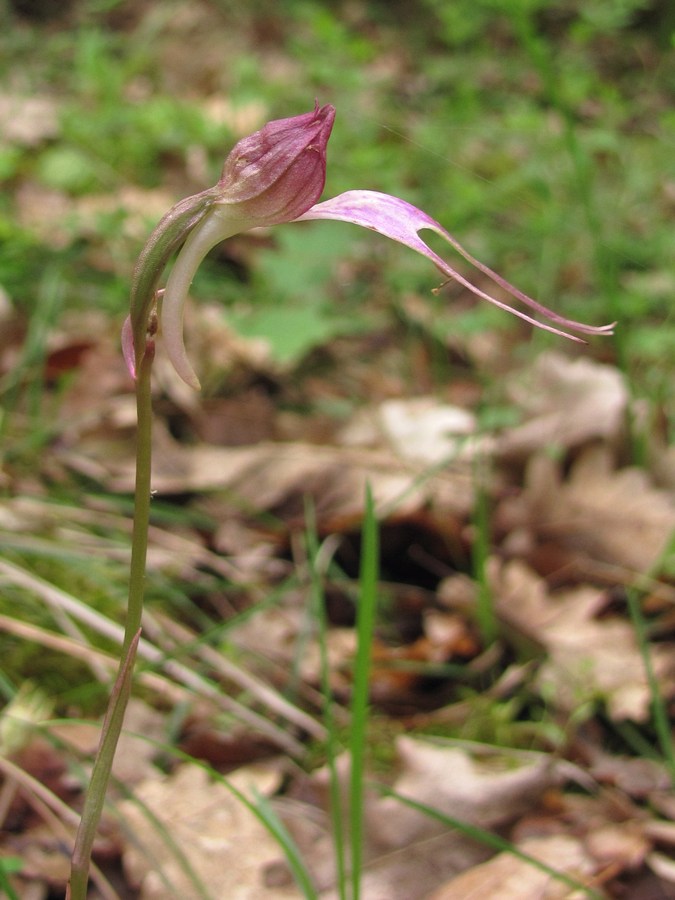 Image of Himantoglossum comperianum specimen.