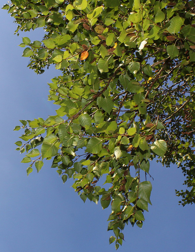 Image of Betula ermanii specimen.