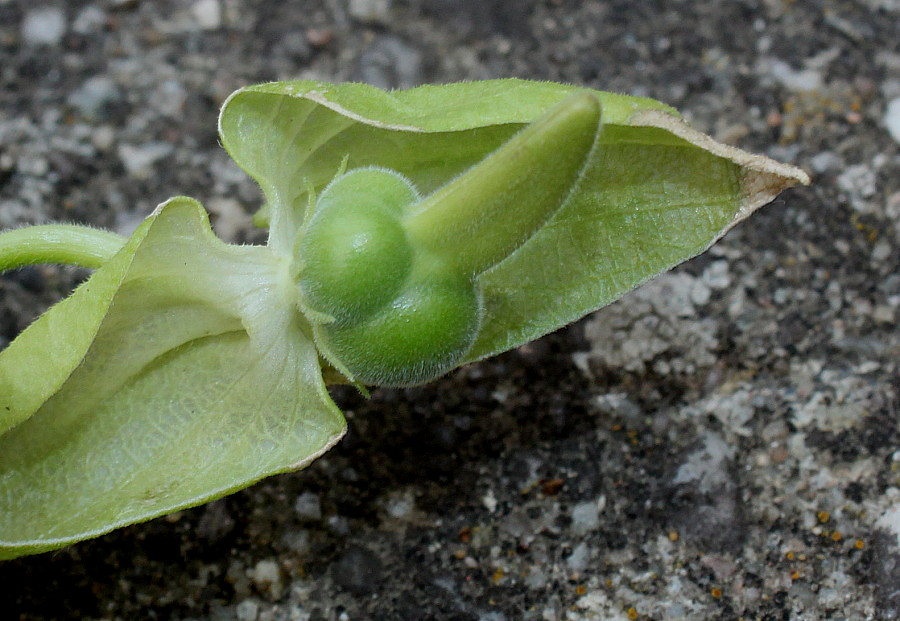 Image of Thunbergia alata specimen.