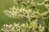 Veratrum grandiflorum