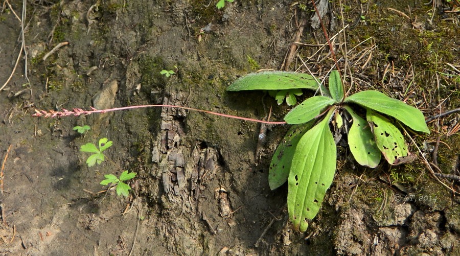 Изображение особи Plantago depressa.