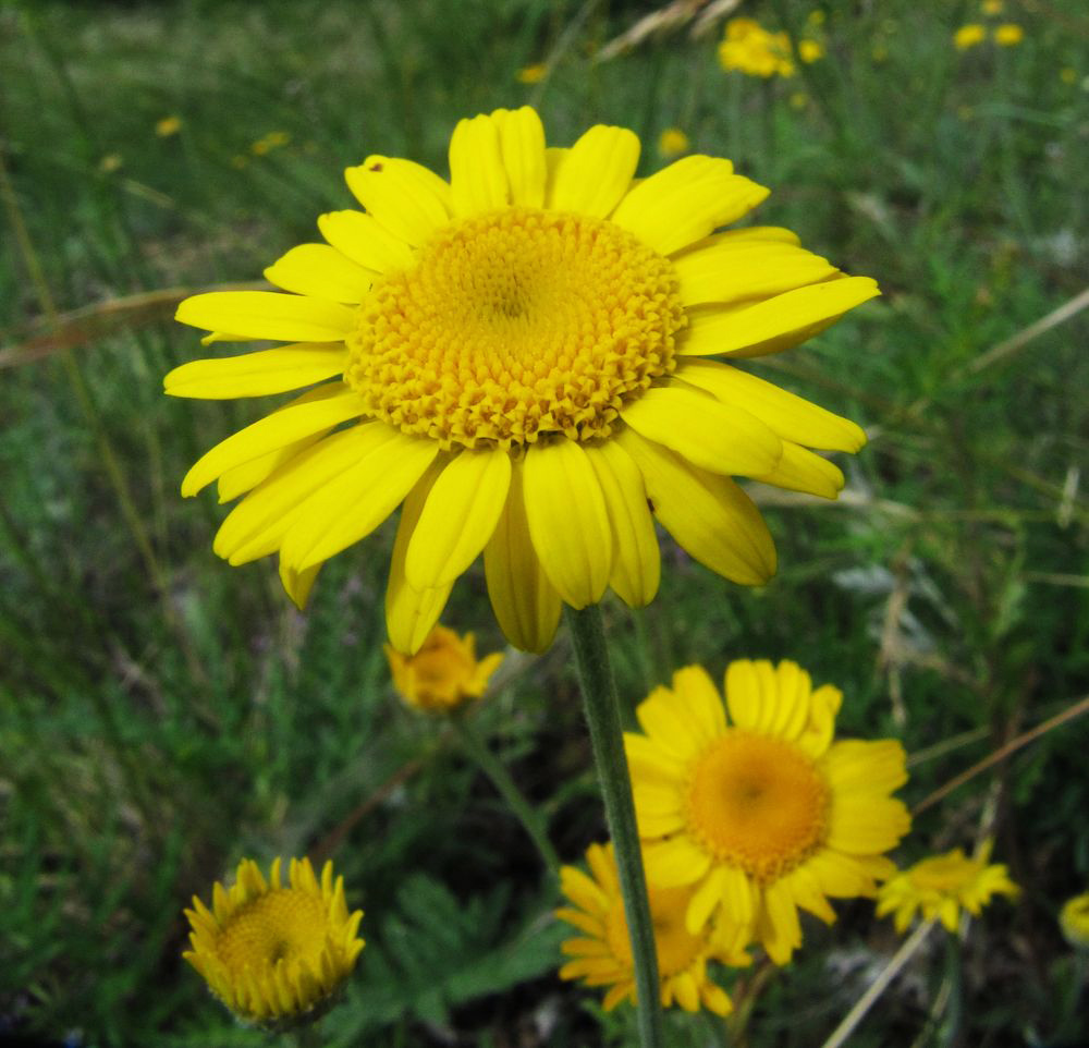 Изображение особи Anthemis tinctoria.