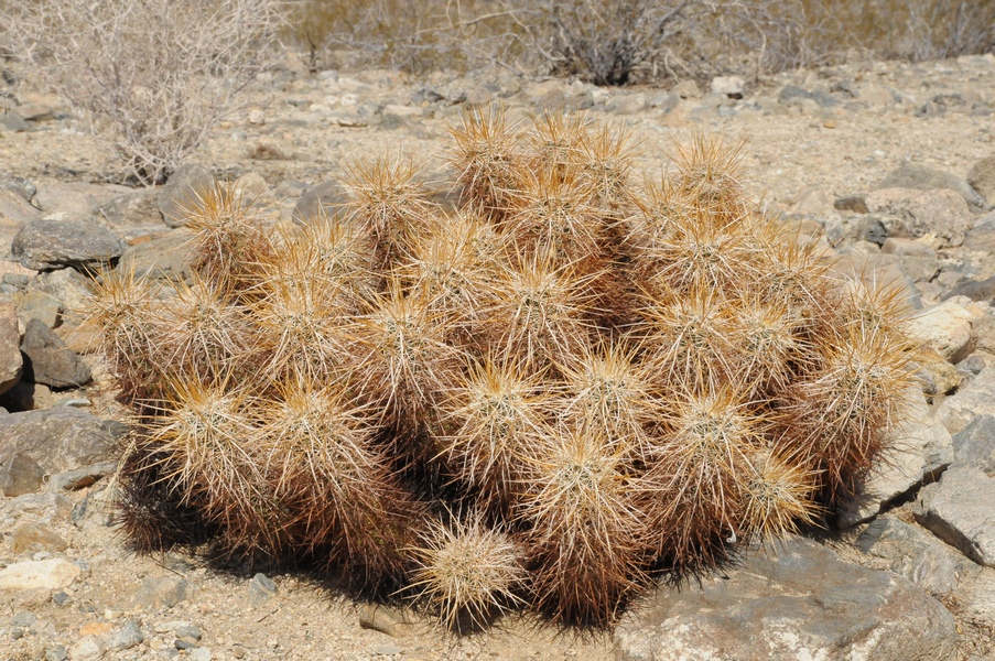 Image of Echinocereus engelmannii specimen.