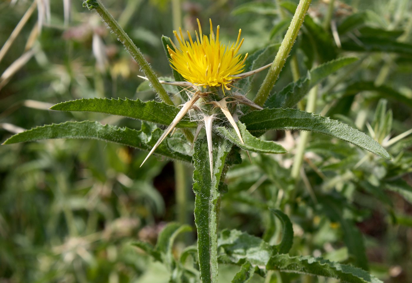 Image of Centaurea procurrens specimen.