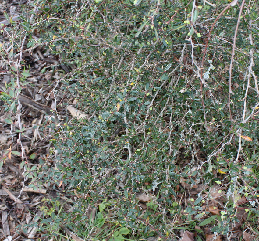 Image of Berberis microphylla specimen.