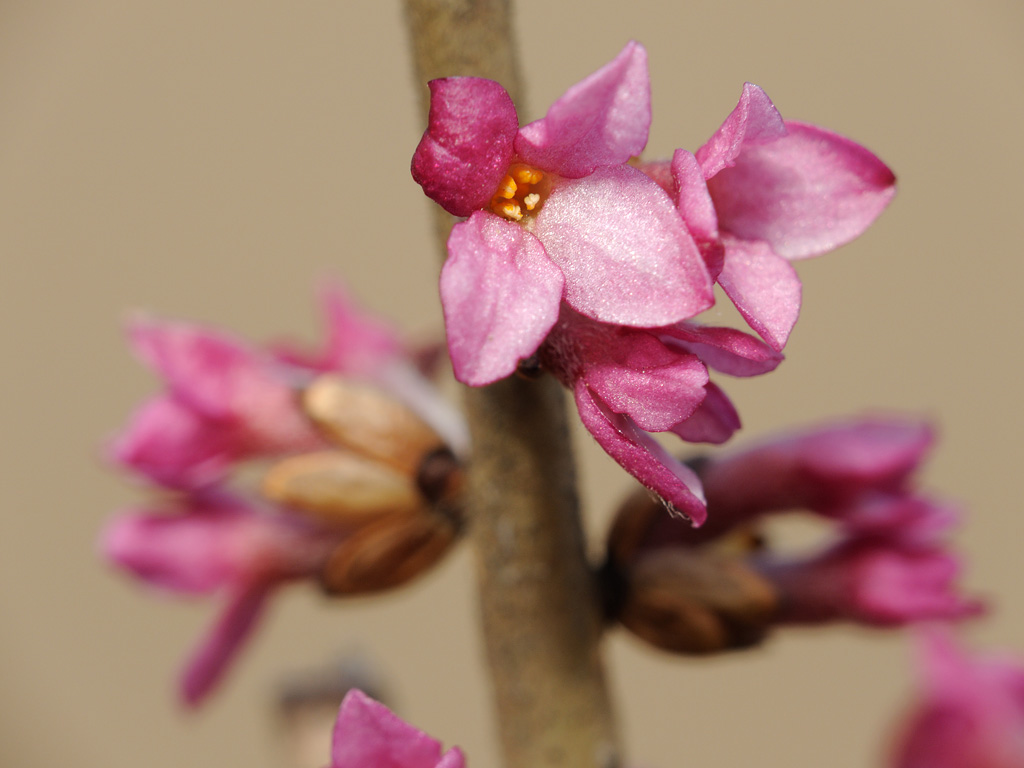 Image of Daphne mezereum specimen.
