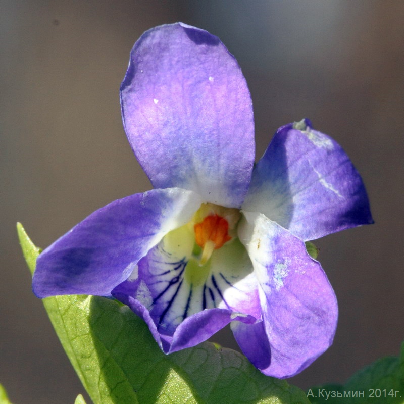 Image of Viola suavis specimen.