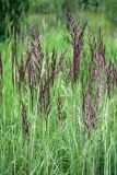 Calamagrostis epigeios. Верхушки побегов с соцветиями. Орловская обл., национальный парк \"Орловское полесье\". 03.07.2007.