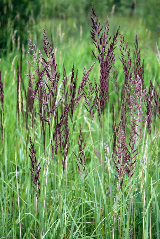 Изображение особи Calamagrostis epigeios.