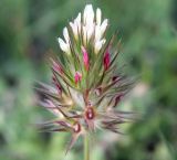 Trifolium stellatum