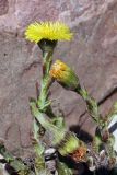 Tussilago farfara