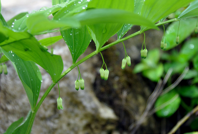 Image of Polygonatum orientale specimen.