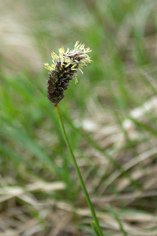 Image of Sesleria heufleriana specimen.