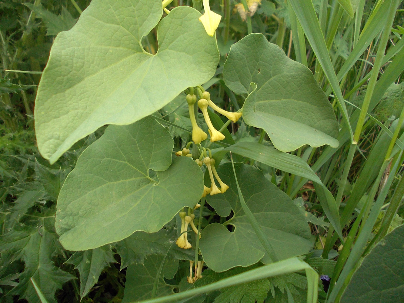 Изображение особи Aristolochia clematitis.