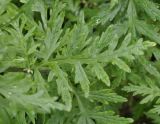 Achillea grandifolia