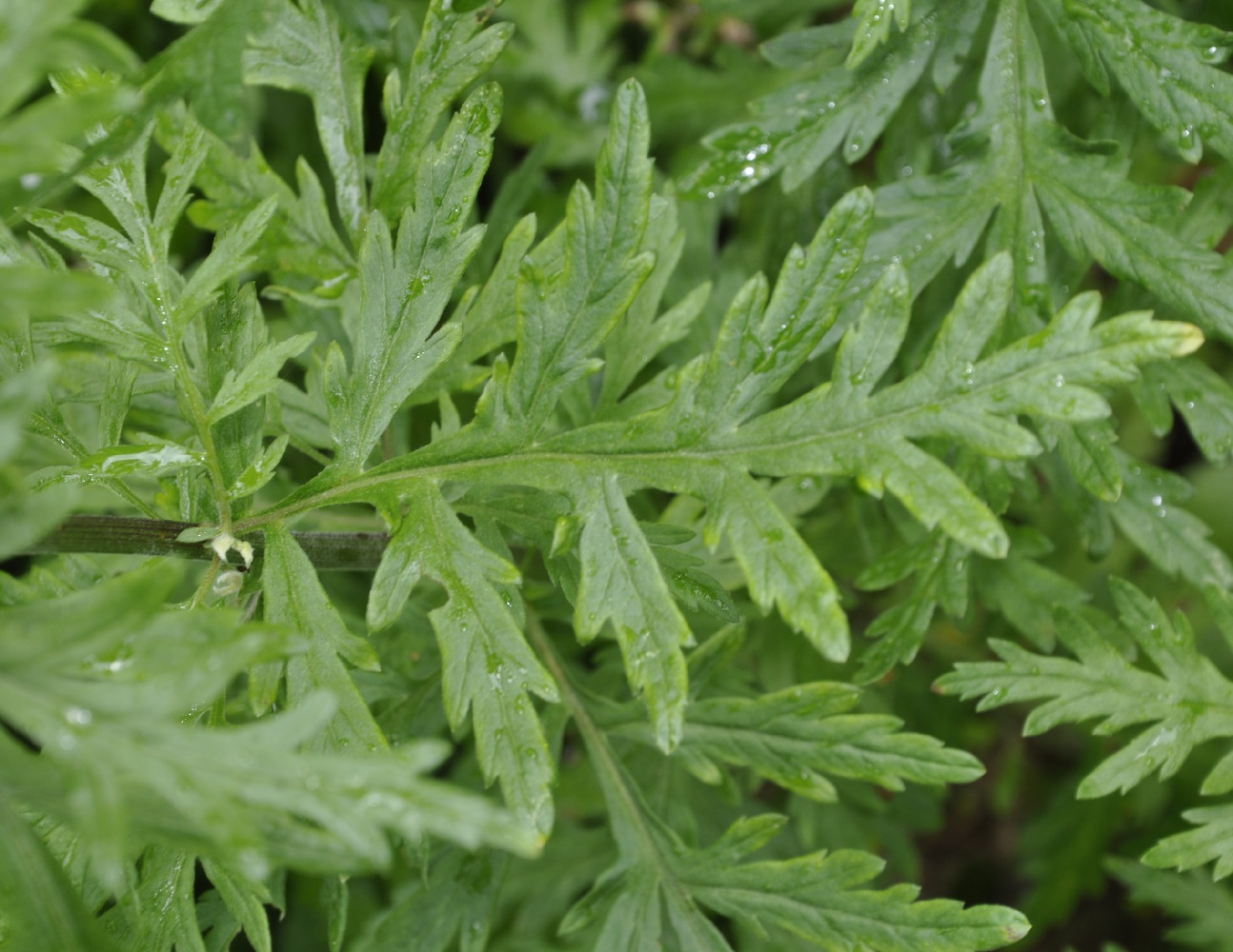 Изображение особи Achillea grandifolia.