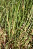 Rostraria obtusiflora. Верхушка колосящегося растения. Израиль, окр. г. Кирьят-Оно, залежь. 28.03.2014.