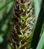 Carex riparia