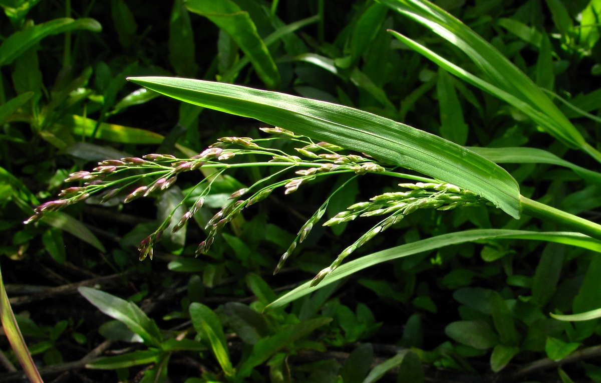 Image of Glyceria lithuanica specimen.