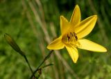 Hemerocallis minor. Цветок и бутон. Германия, г. Дюссельдорф, Ботанический сад университета. 02.06.2014.