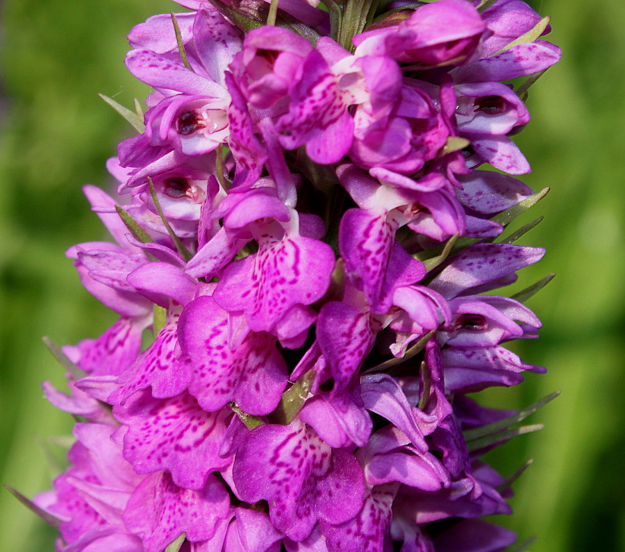 Изображение особи Dactylorhiza praetermissa.