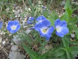 Linum altaicum
