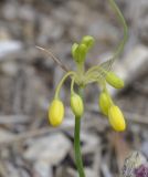 Image of taxon representative. Author is Роланд Цандекидис