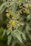 Elaeagnus angustifolia