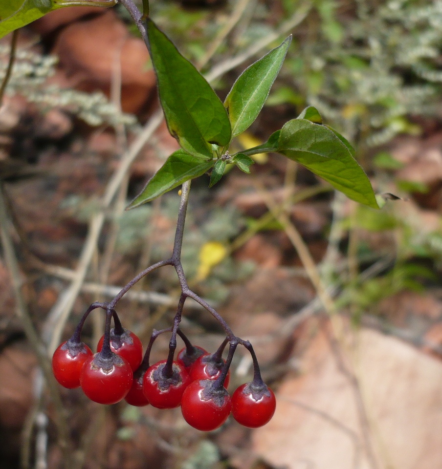 Image of Solanum kitagawae specimen.