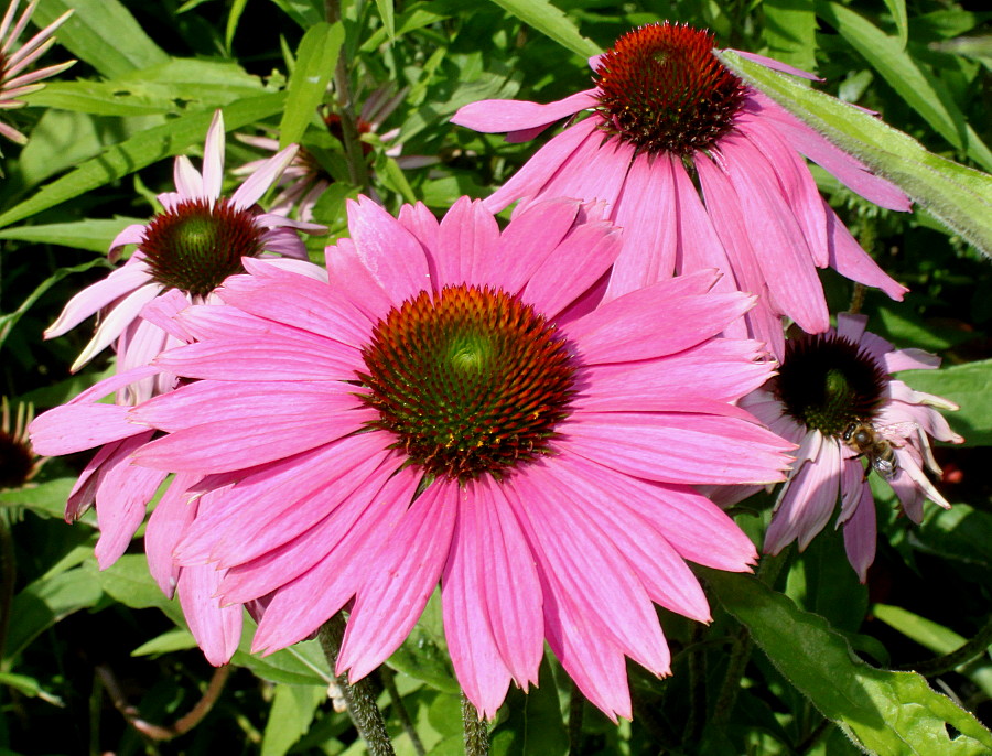 Image of Echinacea purpurea specimen.