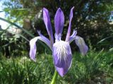 Iris pallasii. Цветок. Казахстан, Джунгарский Алатау, южн. подножье пер. Алтын-Эмель, у выхода родника. 23 мая 2012 г.