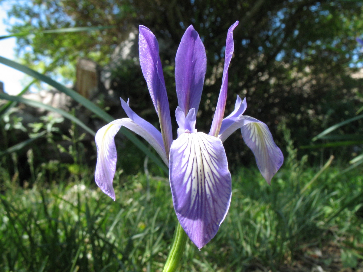 Изображение особи Iris pallasii.