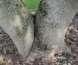 Idesia polycarpa