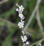 Polygonum arenarium. Соцветие. Греция, Халкидики, п-в Ситония (Σιθωνία). 25.09.2014.