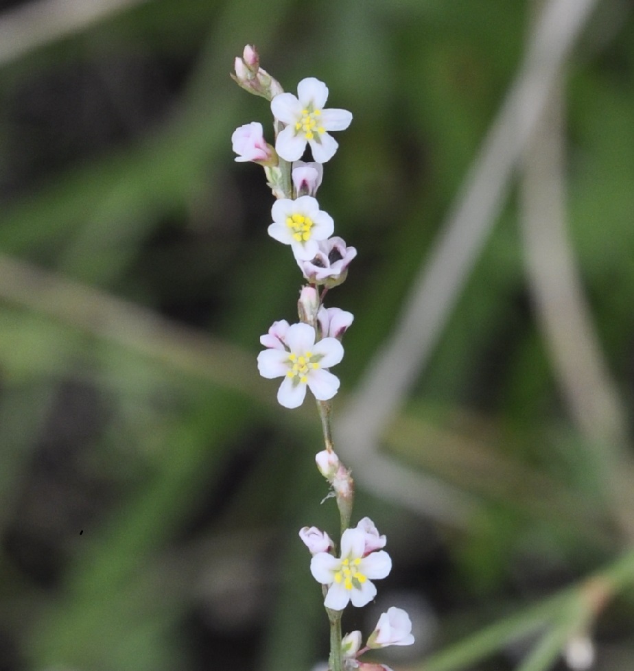 Изображение особи Polygonum arenarium.