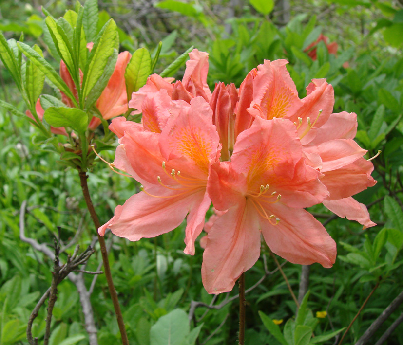 Изображение особи род Rhododendron.