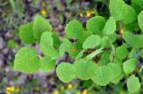 Populus tremula. Верхушка ветви. Соловецкие острова, остров Большой Соловецкий. 09.07.2014.