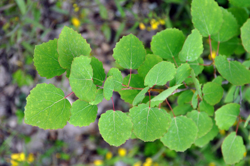 Изображение особи Populus tremula.