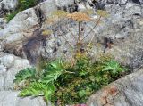 род Heracleum. Плодоносящее растение. Карачаево-Черкесия, окр. пос. Домбай, долина р. Алибек. 29.07.2014.