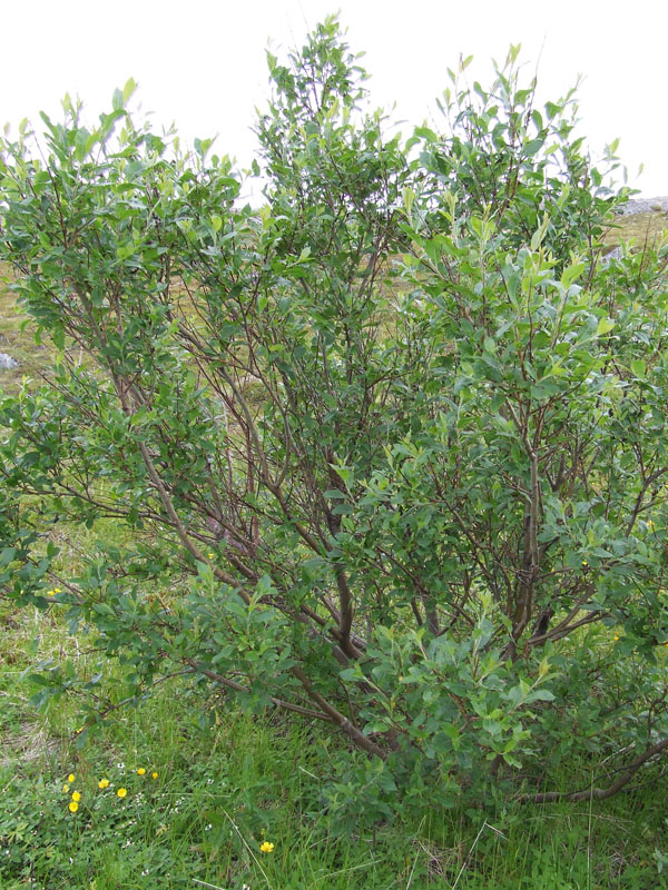 Image of Salix borealis specimen.
