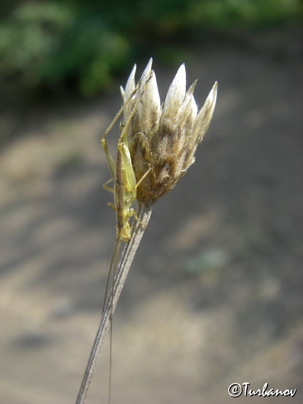 Image of Xeranthemum cylindraceum specimen.