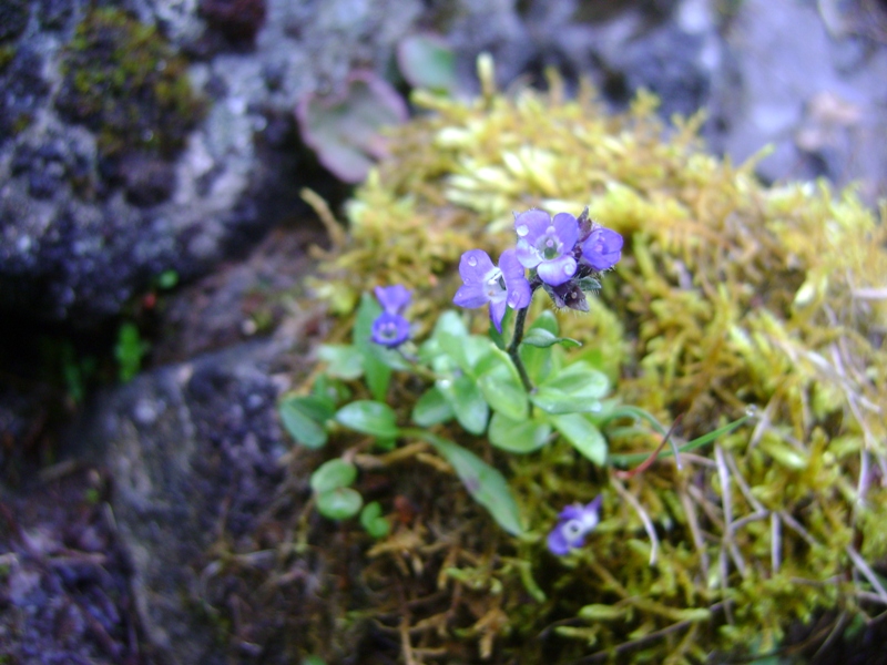 Image of Veronica alpina specimen.