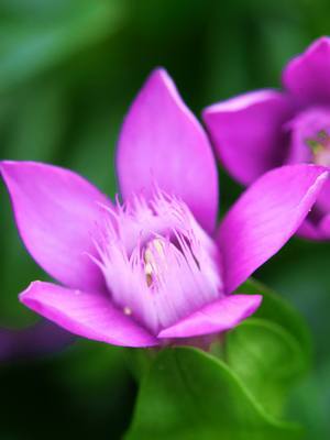 Image of Gentianella auriculata specimen.