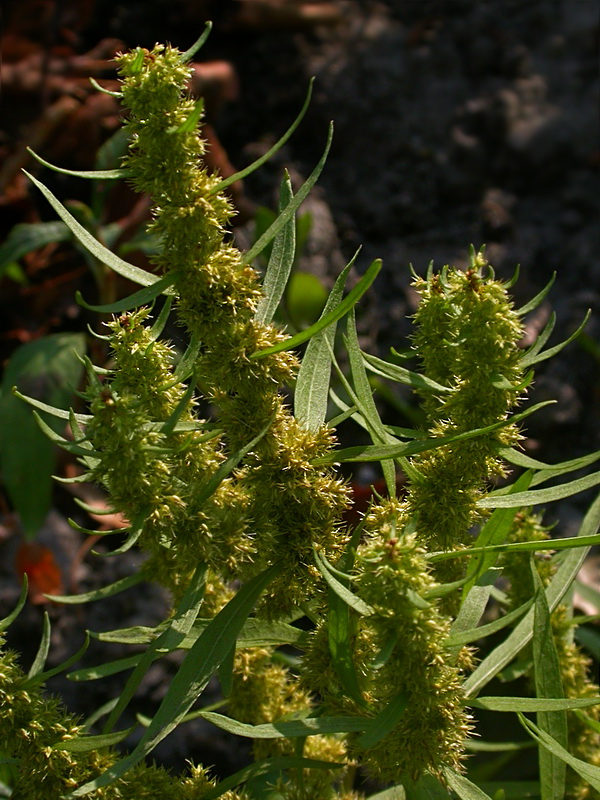 Image of Rumex maritimus specimen.