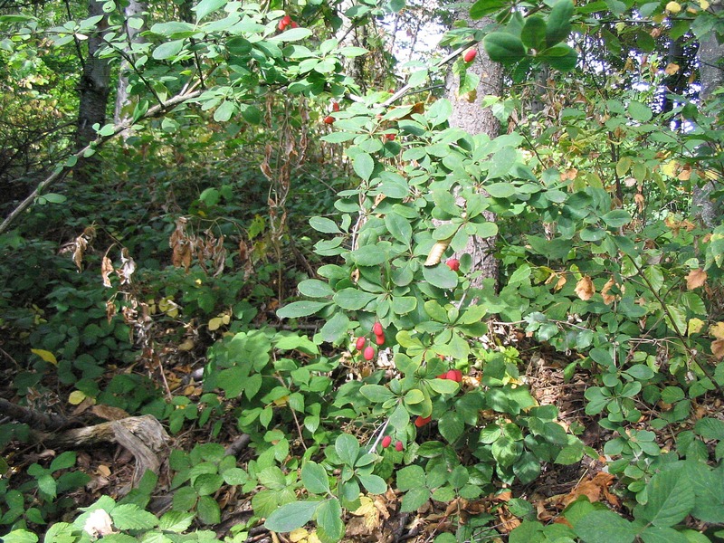 Image of Berberis vulgaris specimen.