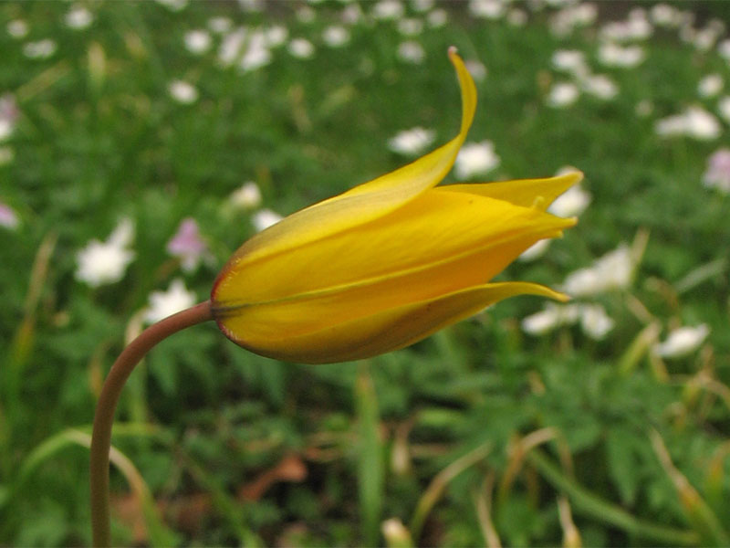 Изображение особи Tulipa sylvestris.