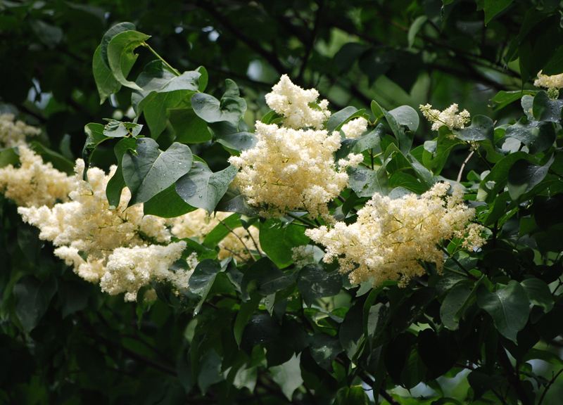Image of Syringa amurensis specimen.