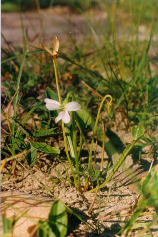 Изображение особи Viola patrinii.